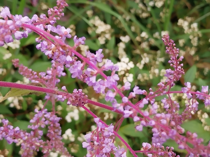 Tetradenia riparia image