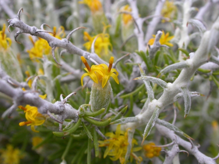 Tetradymia spinosa image