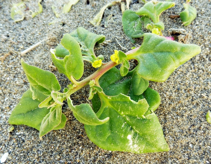 Tetragonia tetragonioides image