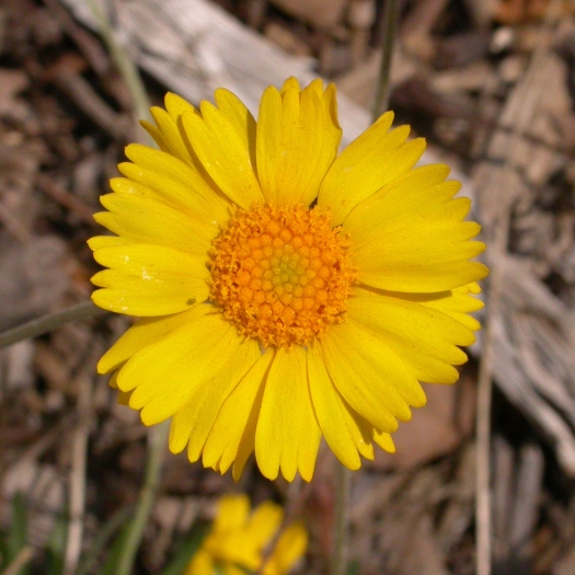Tetraneuris acaulis image