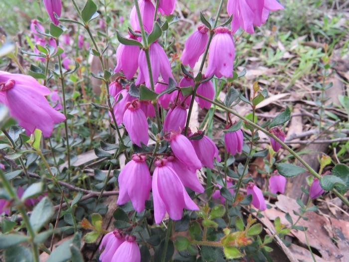 Tetratheca ciliata image