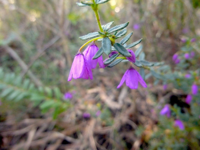 Tetratheca thymifolia image