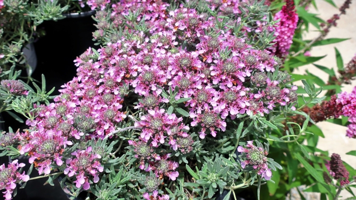 Teucrium cossonii image