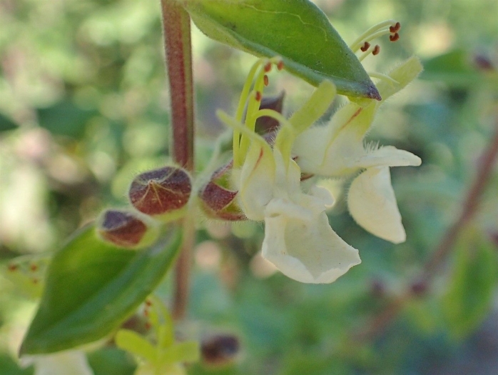 Teucrium flavum image