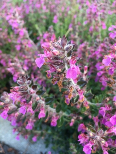 Teucrium marum image