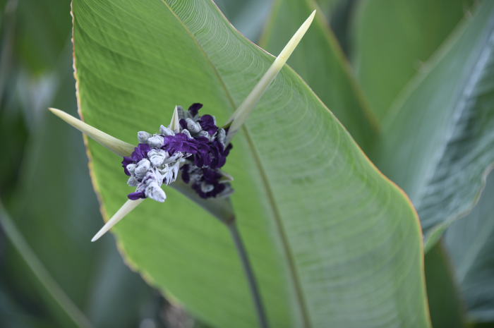 Thalia dealbata image