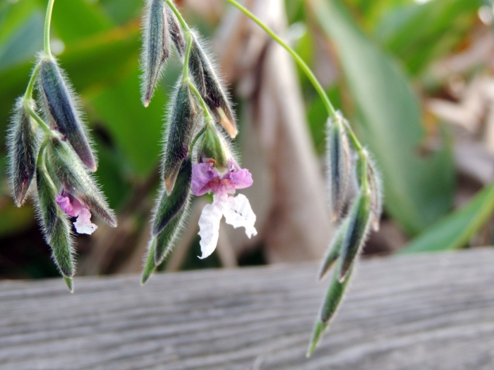 Thalia geniculata image