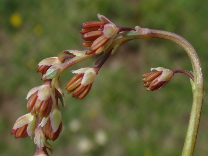 Thalictrum alpinum image