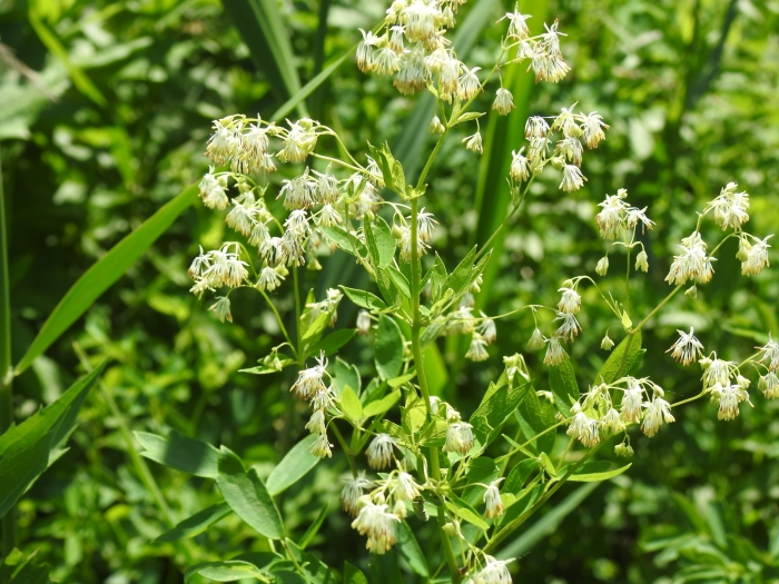 Thalictrum dasycarpum image