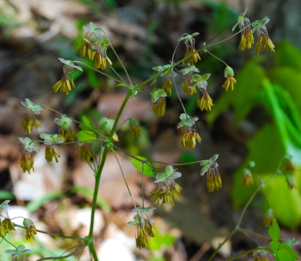 Thalictrum dioicum image