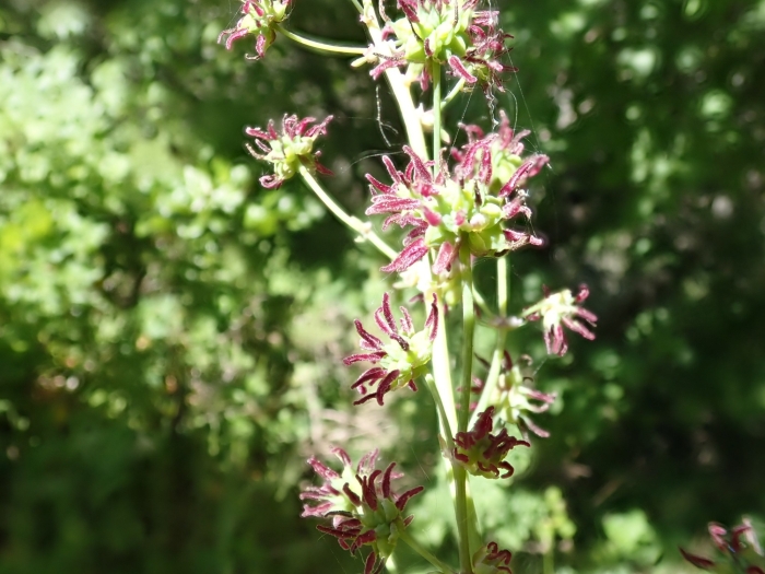 Thalictrum fendleri image