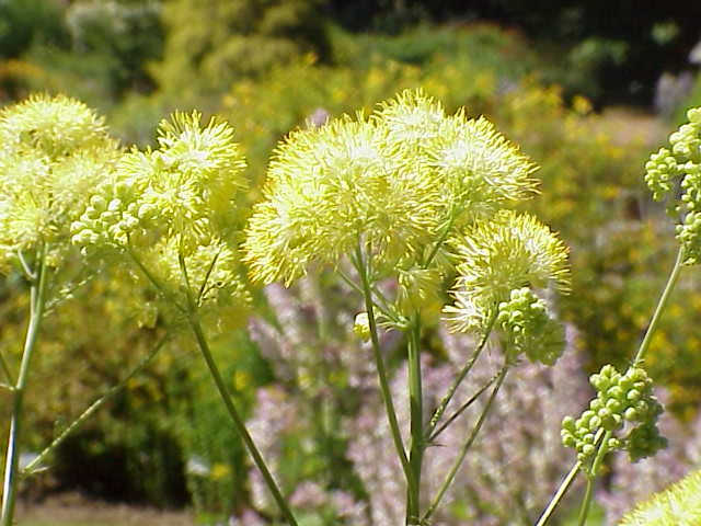 Thalictrum flavum image