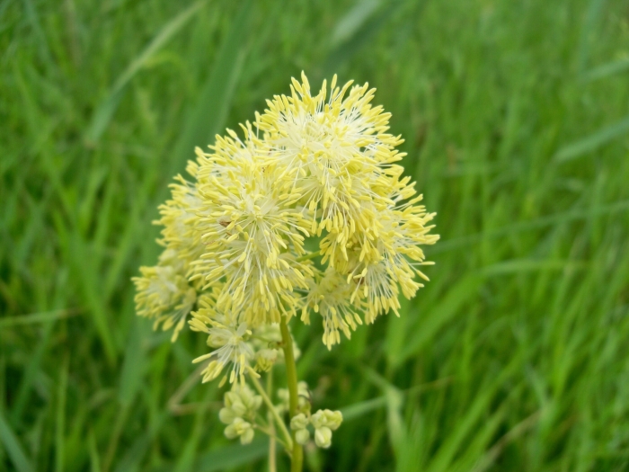 Thalictrum lucidum image