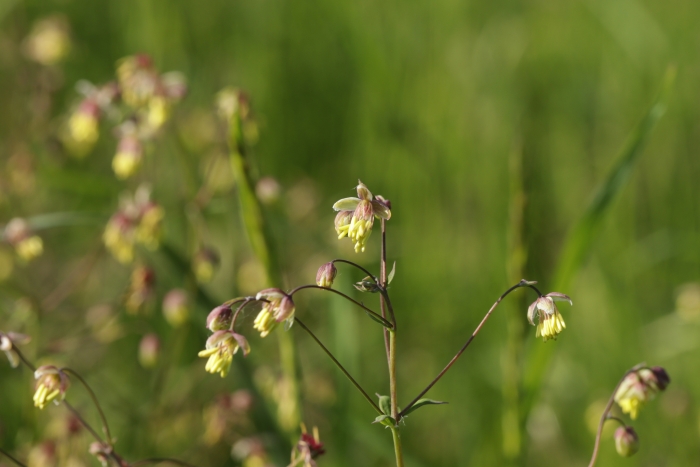 Thalictrum minus image