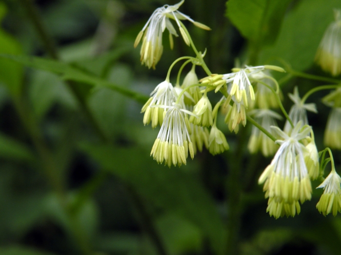 Thalictrum revolutum image