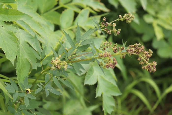Thalictrum simplex image