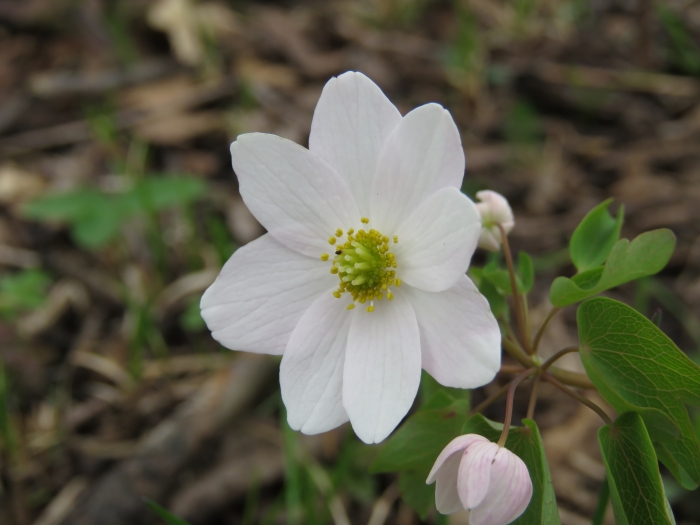 Thalictrum thalictroides image