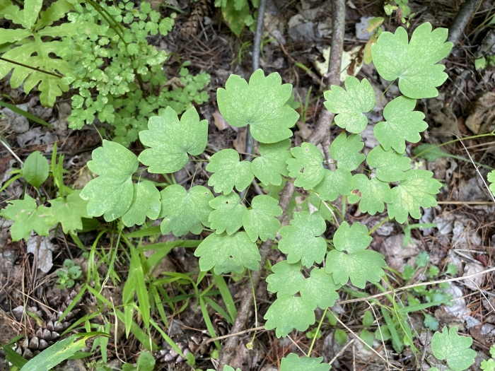 Thalictrum venulosum image