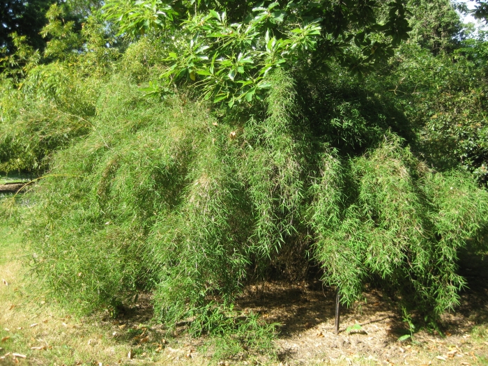 Thamnocalamus spathiflorus image