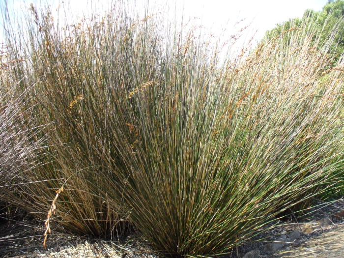 Thamnochortus insignis image