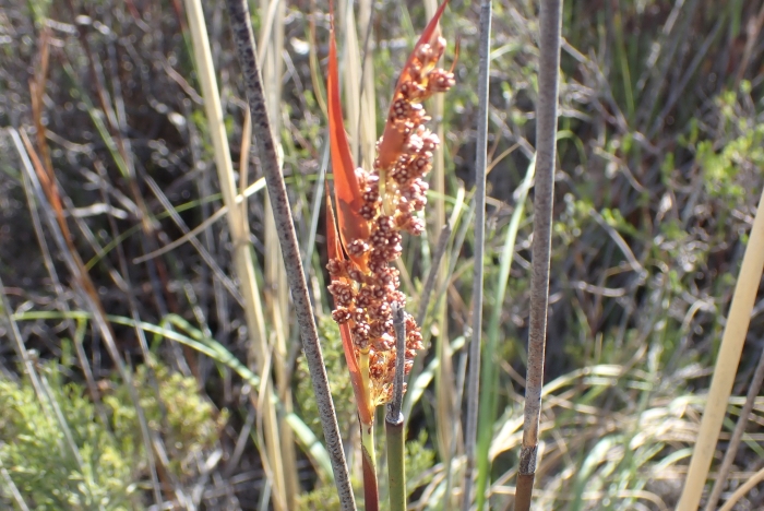 Thamnochortus rigidus image
