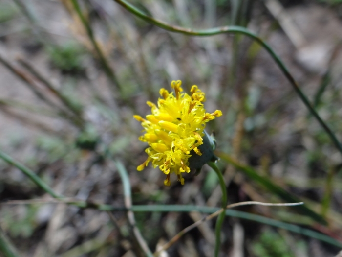 Thelesperma megapotamicum image