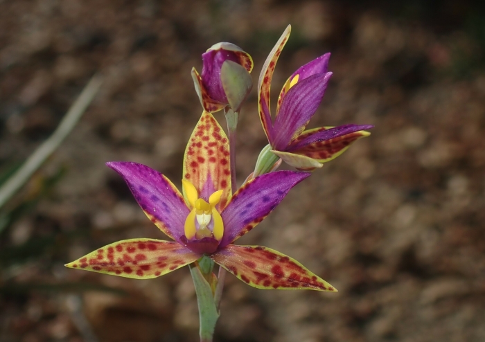Thelymitra pulcherrima image