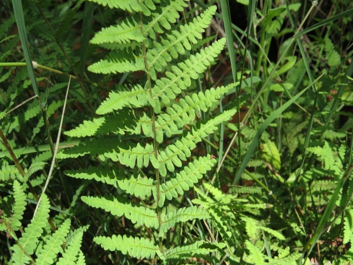 Thelypteris confluens image
