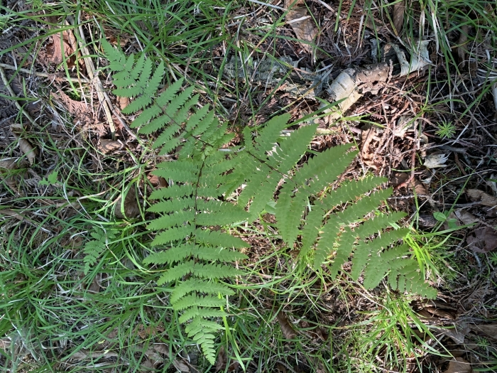 Thelypteris palustris subsp. pubescens image