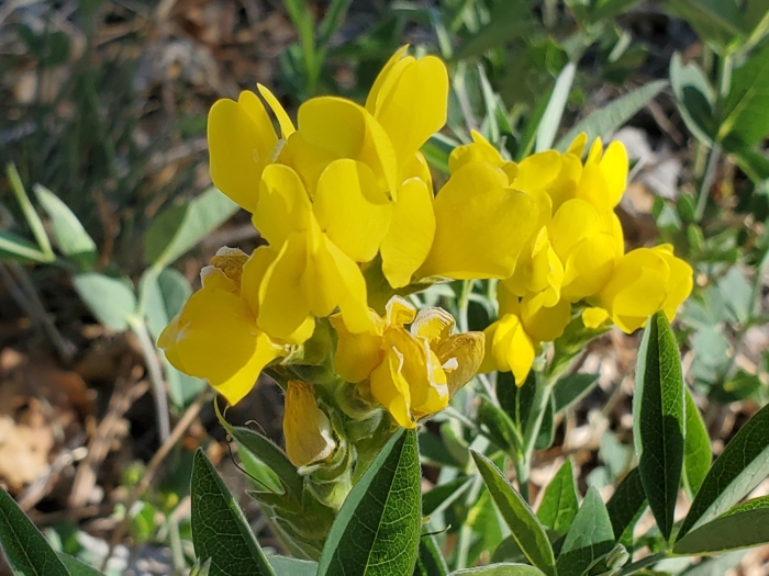 Thermopsis montana image