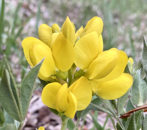 Thermopsis rhombifolia image