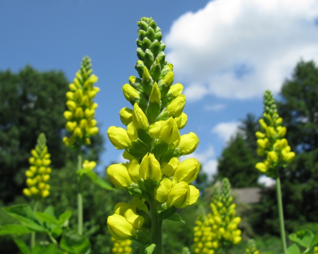 Thermopsis villosa image