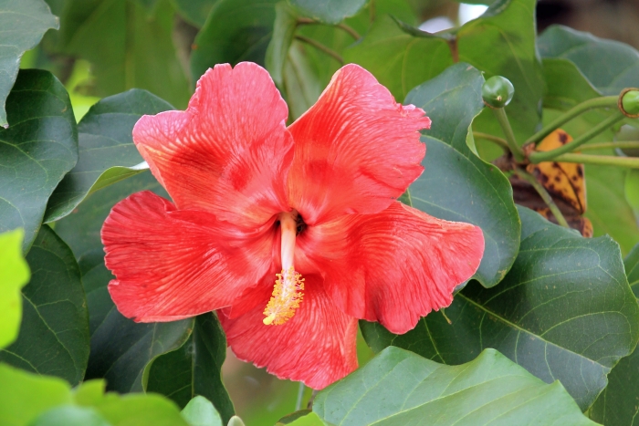 Thespesia grandiflora image