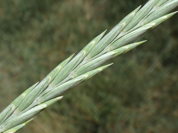 Thinopyrum elongatum image