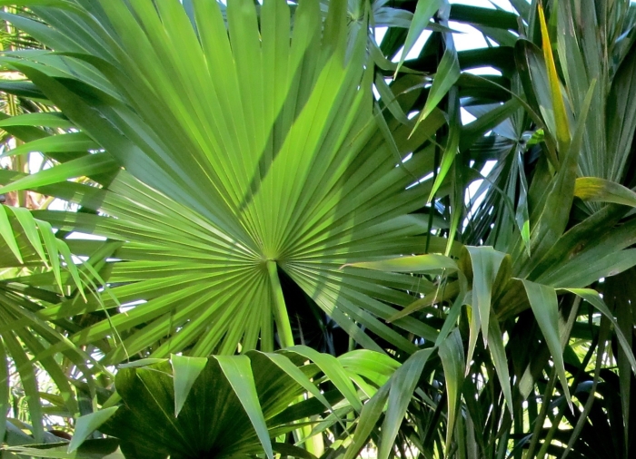 Thrinax radiata image