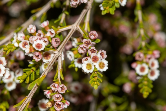 Thryptomene micrantha image