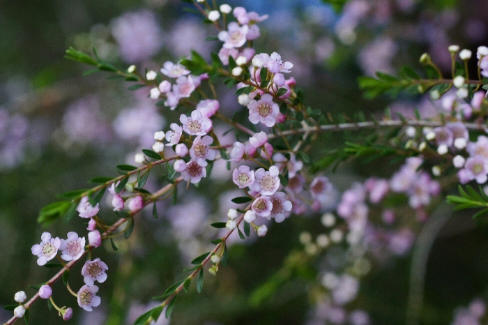 Thryptomene saxicola image