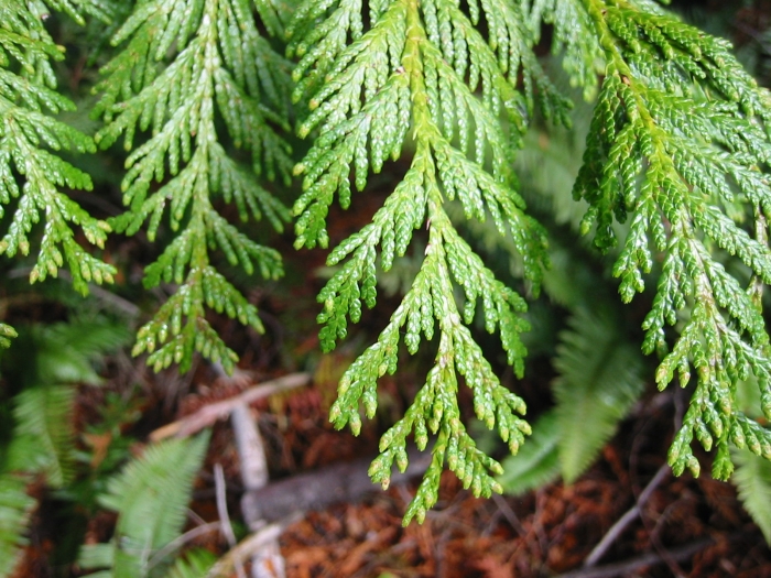 Thuja plicata image