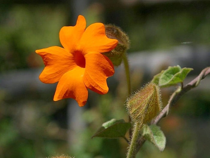 Thunbergia gregorii image