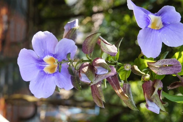 Thunbergia laurifolia image