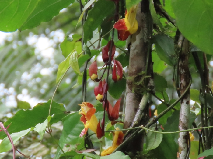 Thunbergia mysorensis image