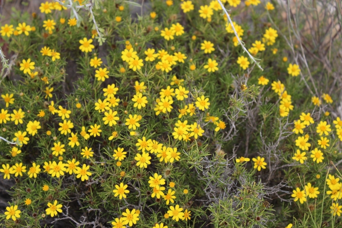 Thymophylla acerosa image