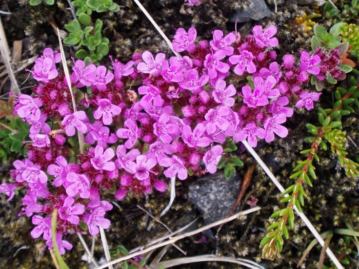 Thymus praecox image