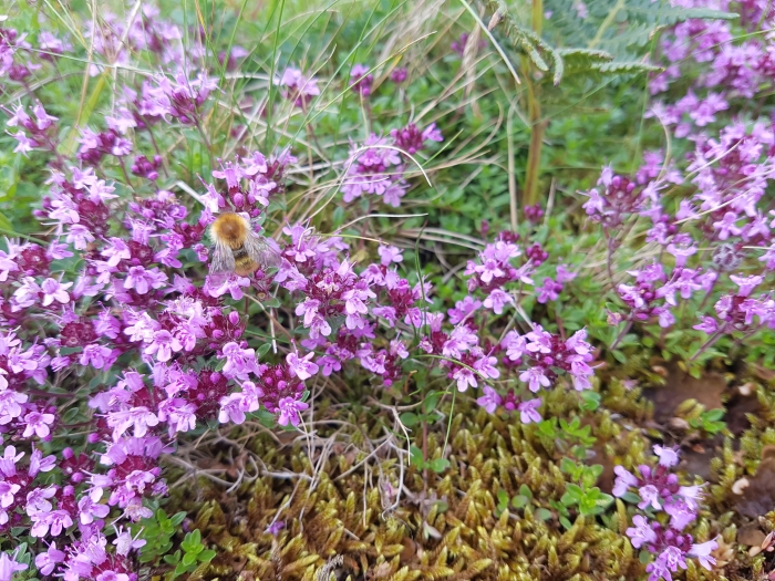 Thymus pseudolanuginosus image