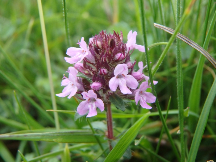 Thymus pulegioides image