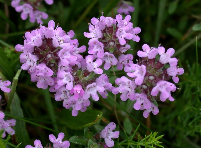 Thymus serpyllum image