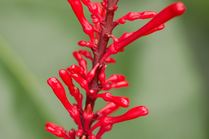 Thyrsacanthus tubaeformis image