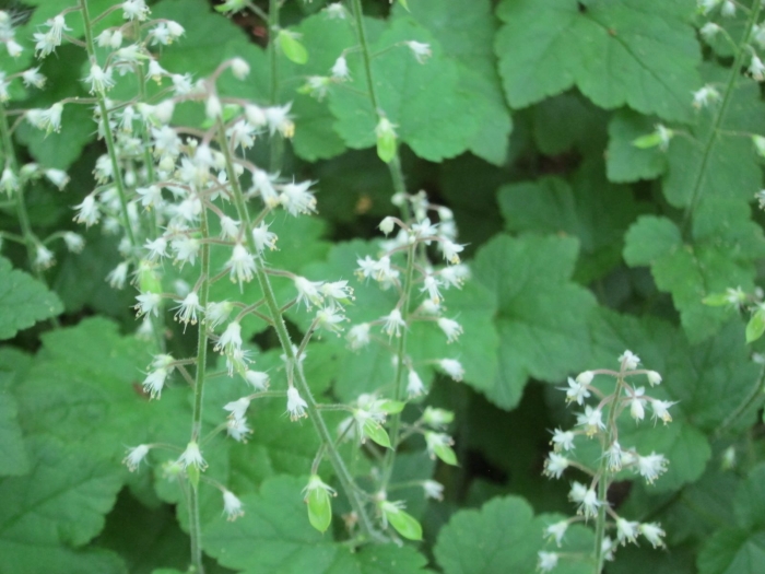 Tiarella polyphylla image
