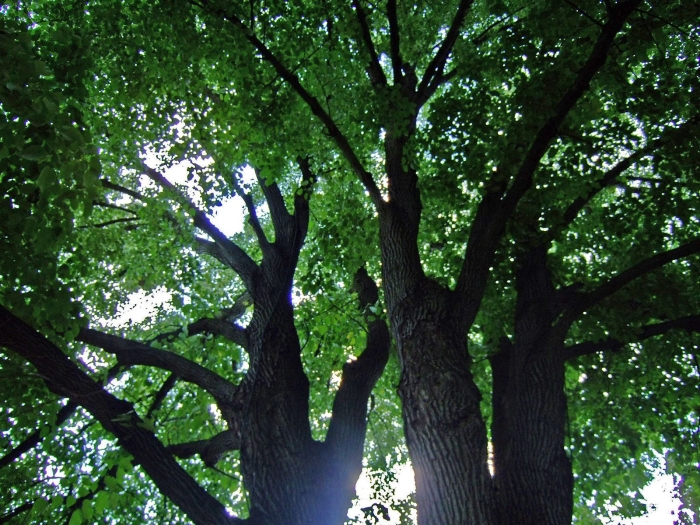 Tilia americana var. heterophylla image