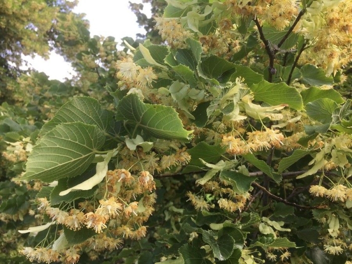 Tilia cordata image